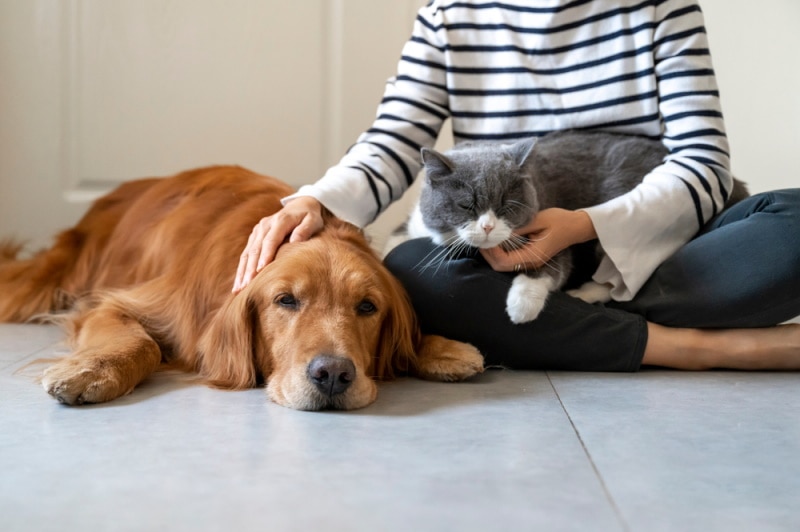 golden retriever and british shorthair cat