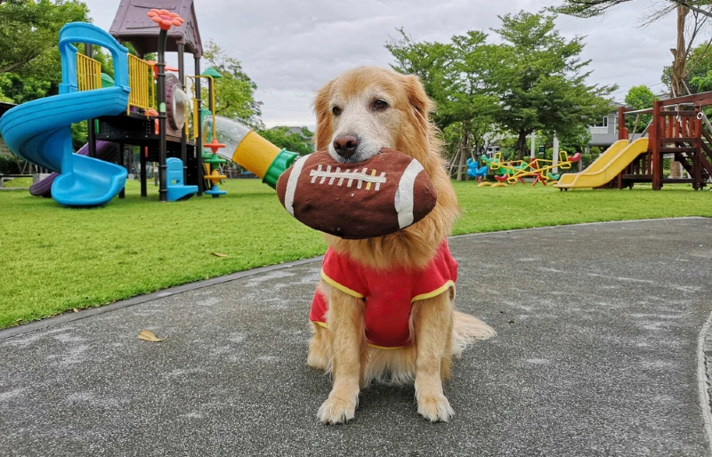 golden retriever dog with a toy football in its mouth