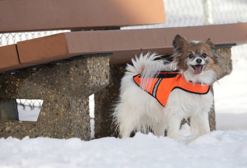 happy small dog in coyote vest