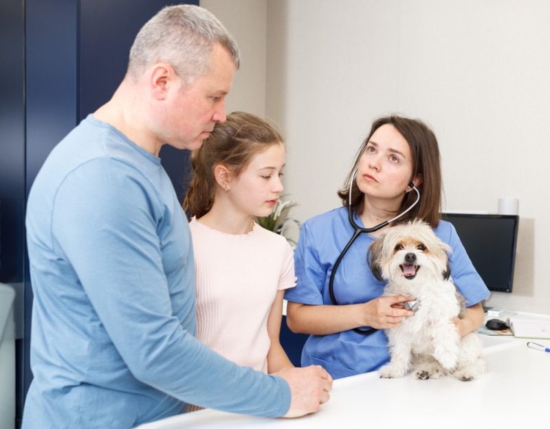 havanese dog check by vet