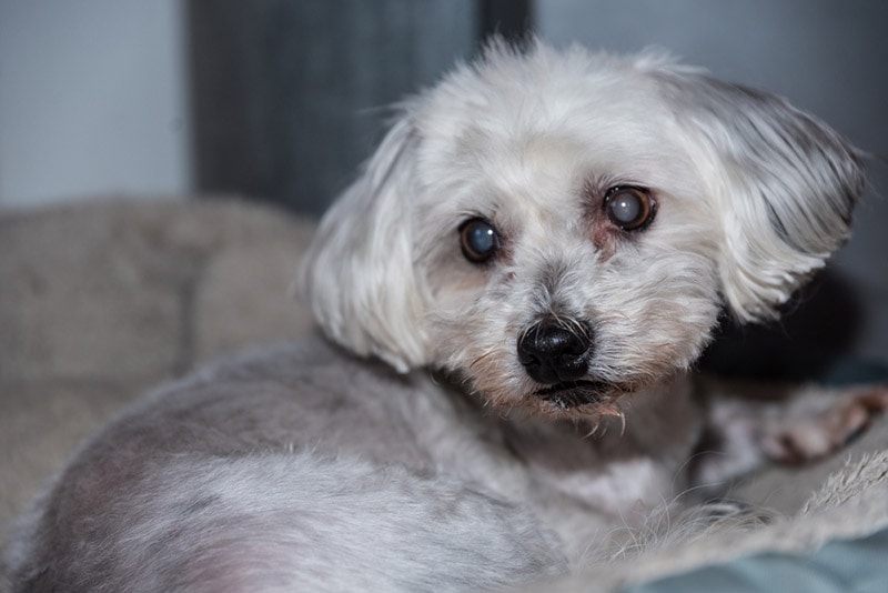 havanese dog has cataracts