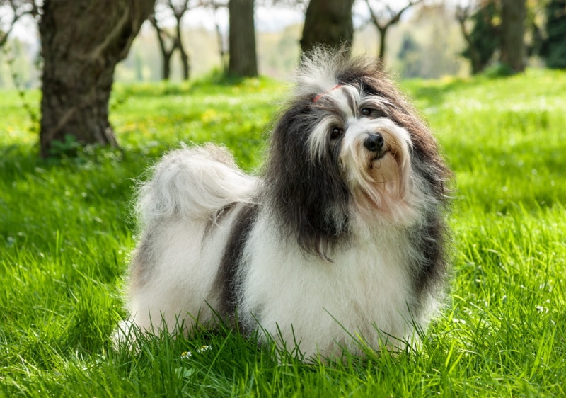havanese dog standing in the grass