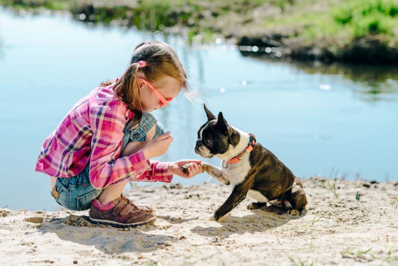 girl playing with boston terrier dog on the sandy river bank outdoors