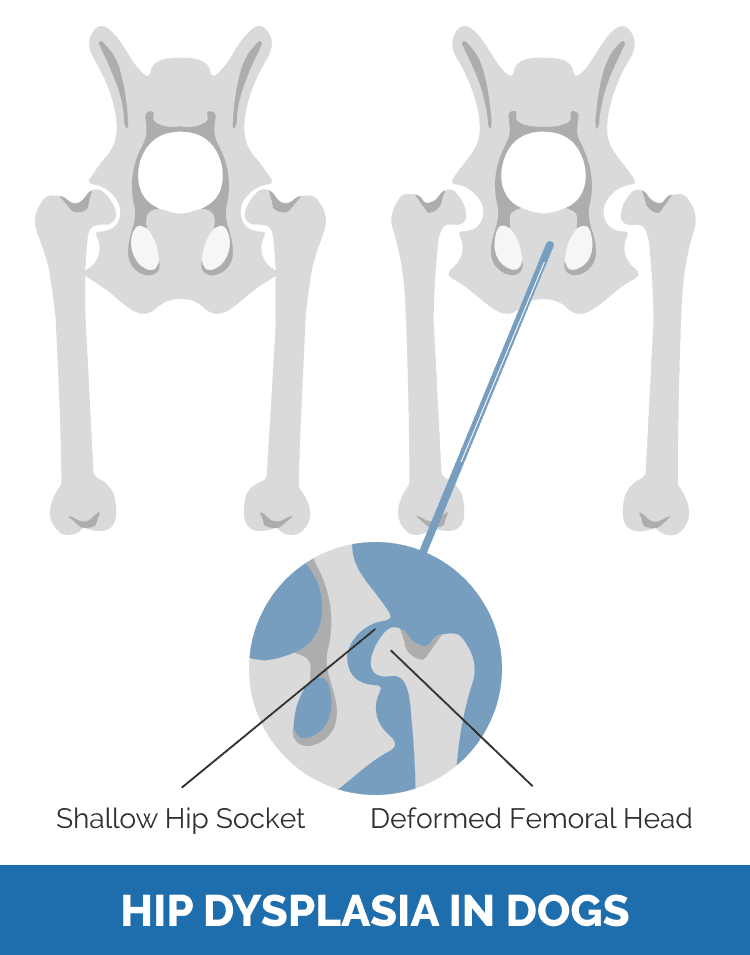hip dysplasia in dog