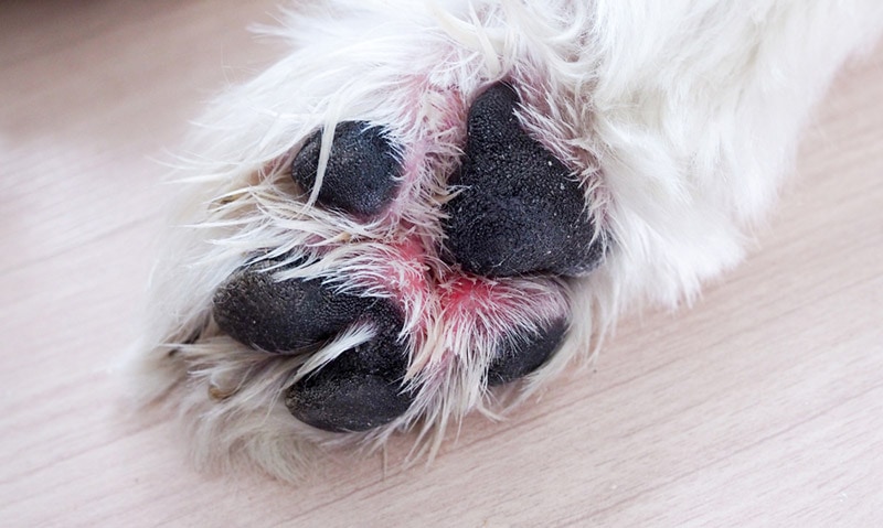 inflamed wounds in the paw of a dog