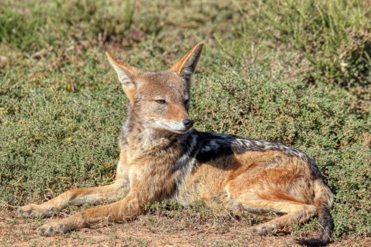 Can You Keep a Jackal as a Pet? Legality, Ethics & FAQ Hepper
