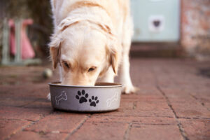 labrador dog eating from the feeding bowl