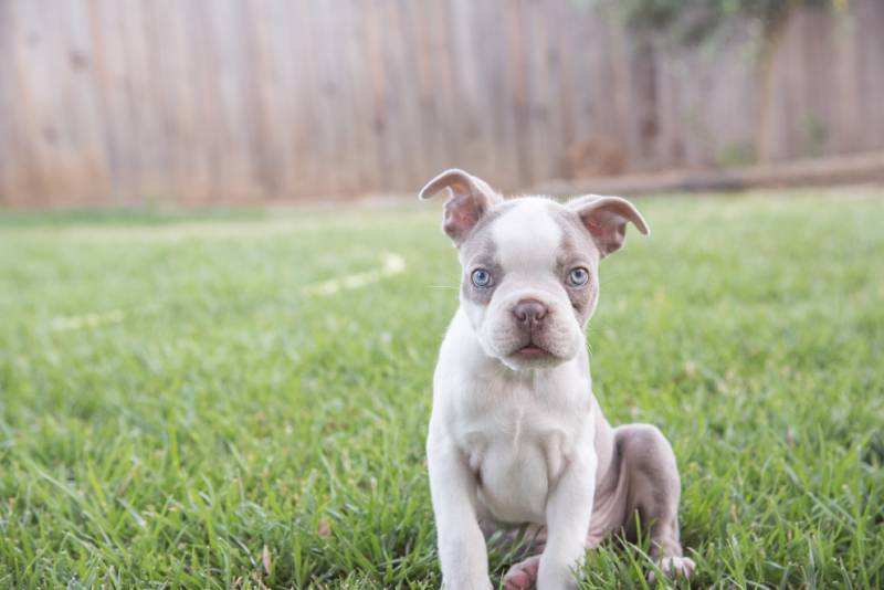 lilac boston terrier puppy sitting in backyard on grass