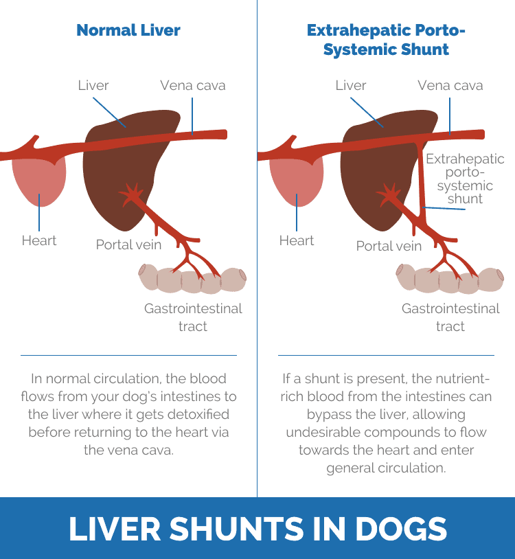 liver shunts in dogs