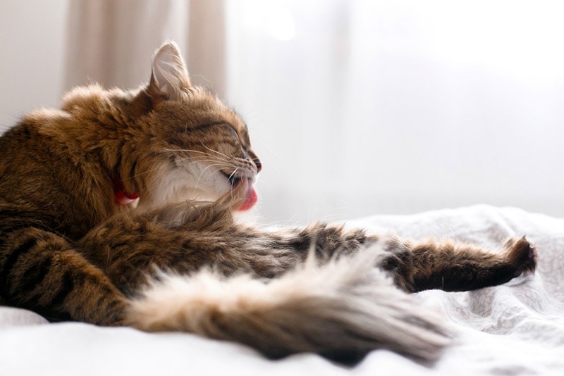 Gato peludo acicalándose sobre sábanas blancas.