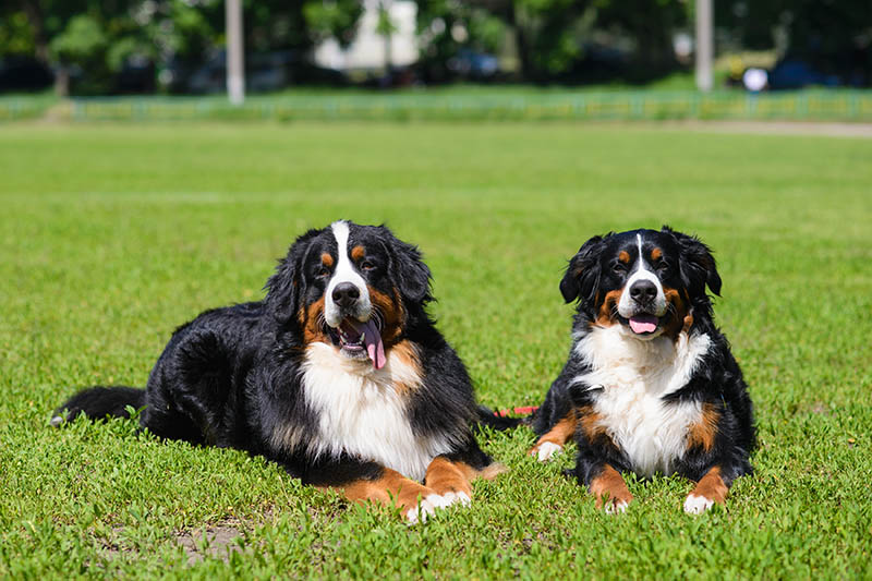 male and female bernese mountain dogs on the ground