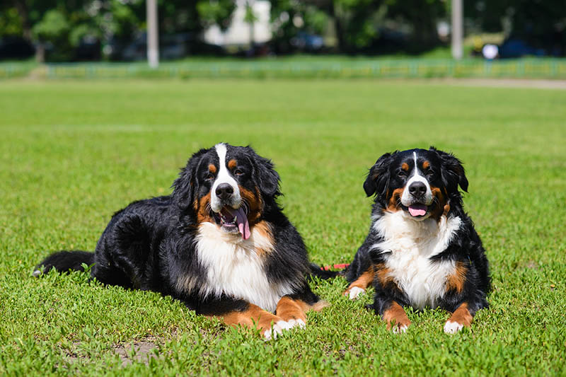 Chó núi Bernese có chân có màng không? Câu trả lời thú vị