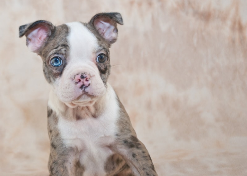 merle boston terrier puppy_