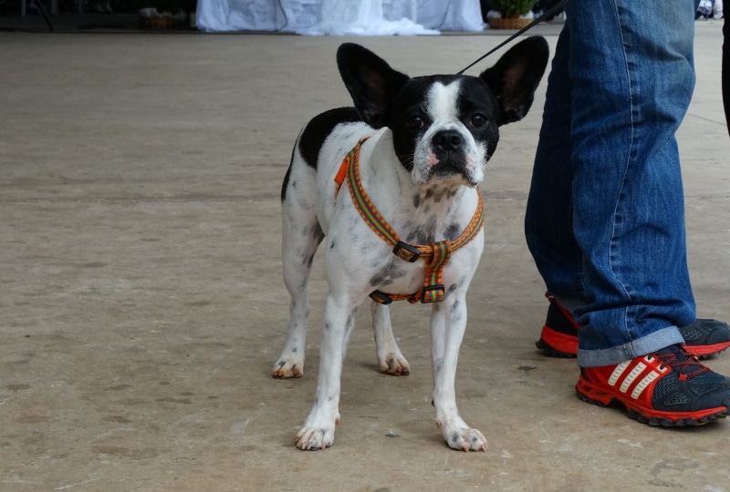 merle boston terrier