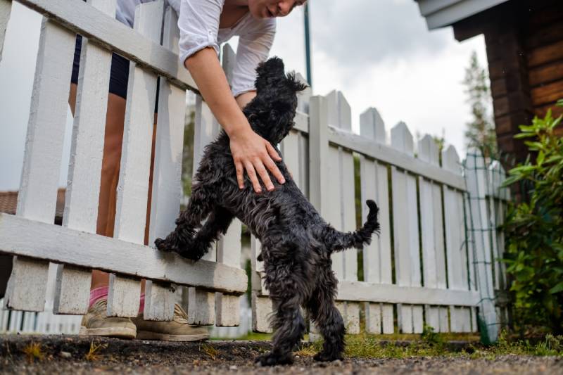 miniature black schnauzer dog meet his owner near white fence