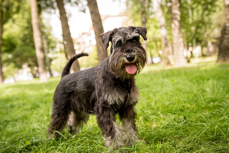 miniature schnauzer dog at the park