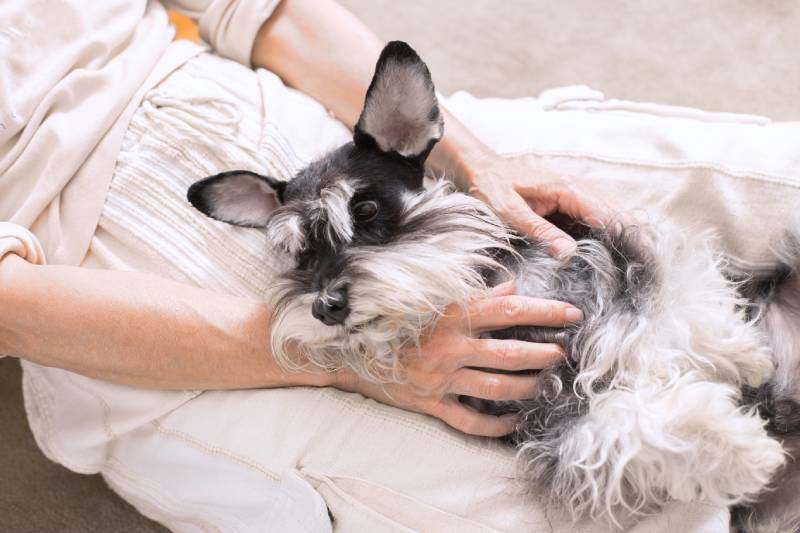 miniature schnauzer dog cuddles in the woman's lap