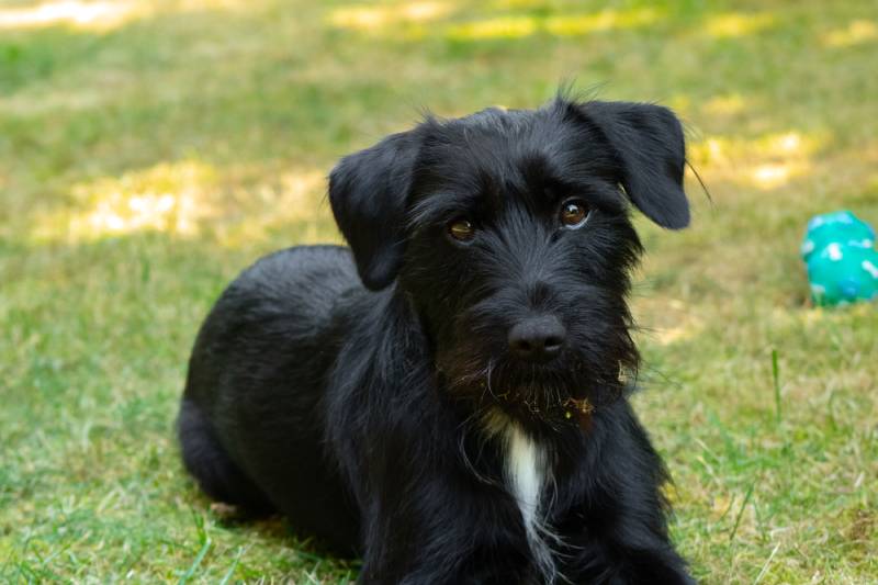 miniature schnauzer dog on lawn looking at camera with tilted head
