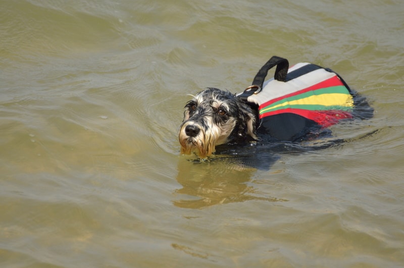 chú chó schnauzer thu nhỏ đang bơi