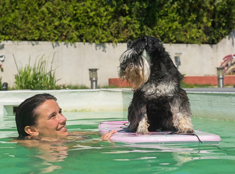 miniature schnauzer floating on a bord in a swimming pool