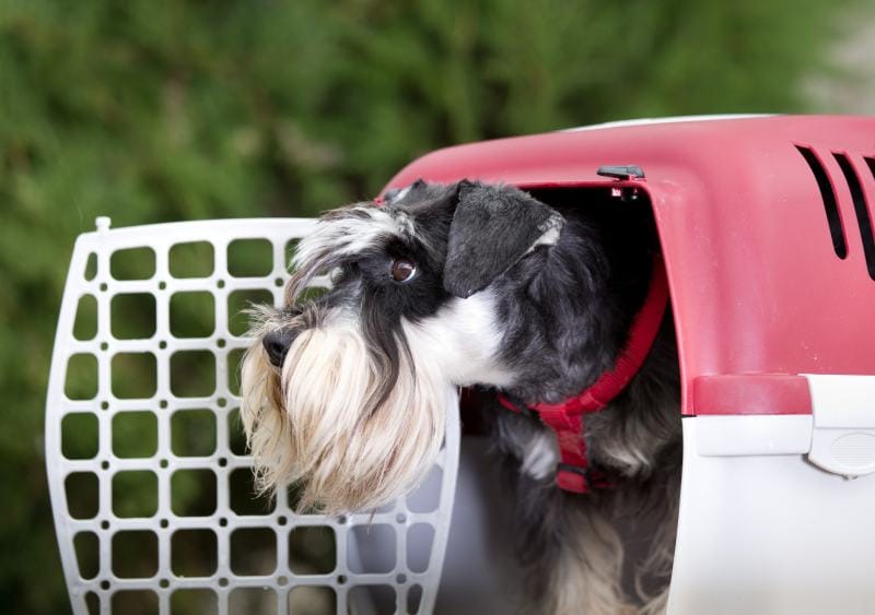 miniature schnauzer inside a dog carrier crate