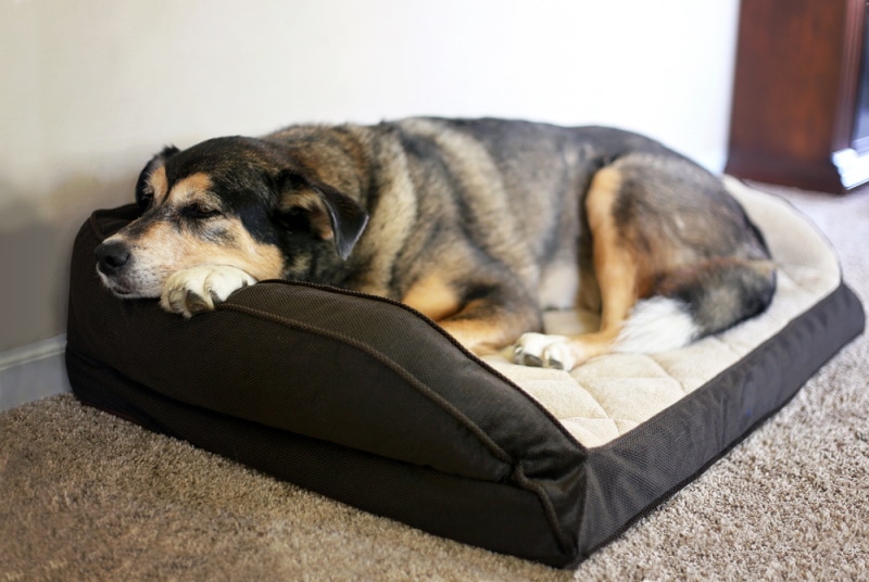mix breed dog sleeping in dog bed