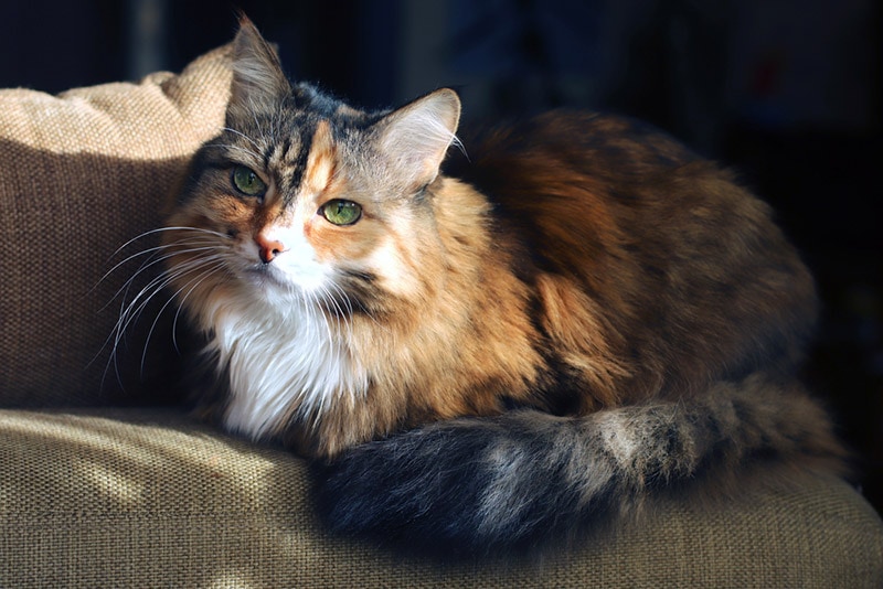 old calico cat lying on the couch