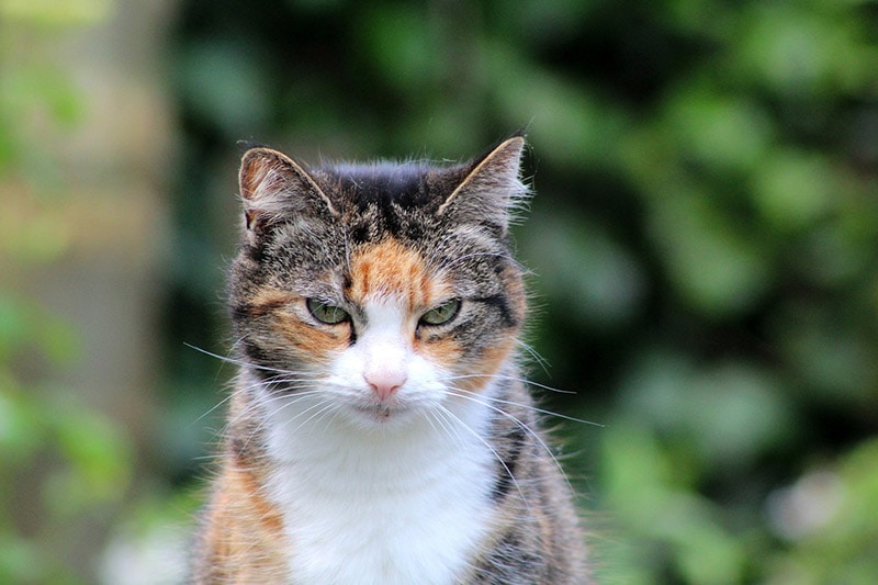 old calico cat