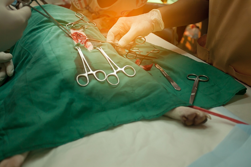 Soft Tissue in Dogs Signs, Causes & Treatment (Vet Answer