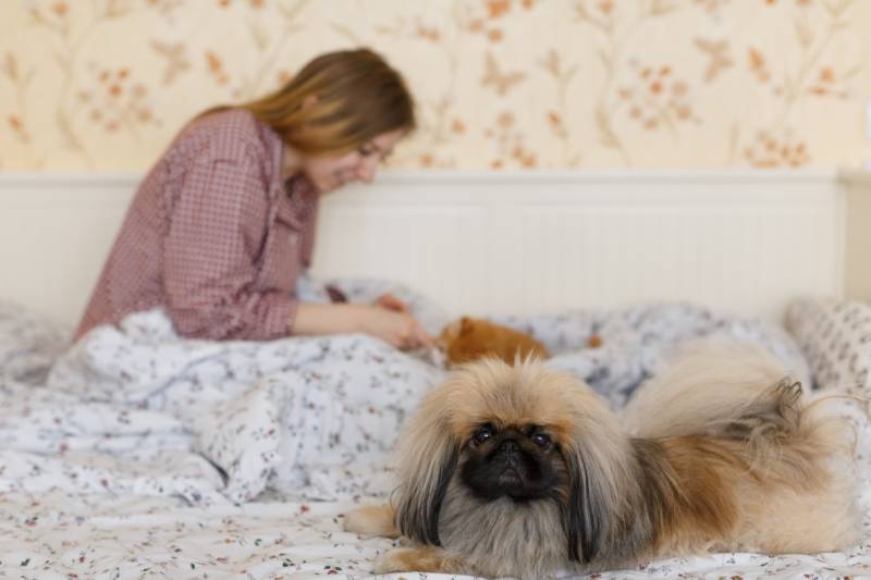 pekingese dog sad while owner pays attention to the cat