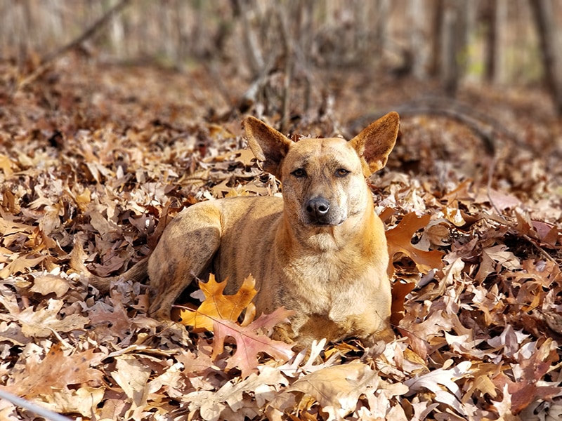 Phu Quoc ridgeback dog on pile of leaves