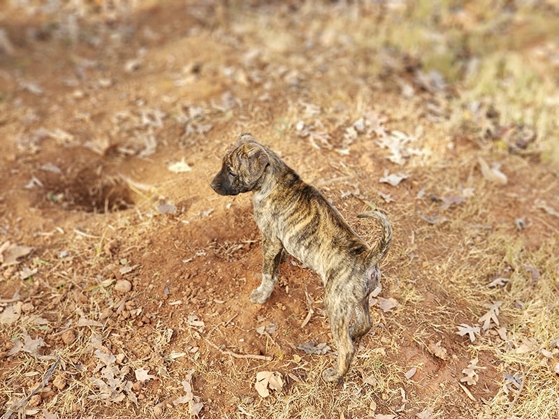 Mobile Ridgeback How Much Does A Mobile Phu Quoc Ridgeback Groomer Cost