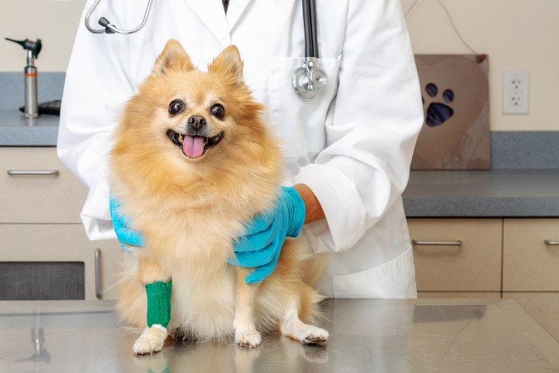 pomeranian dog being held by a veterinarian