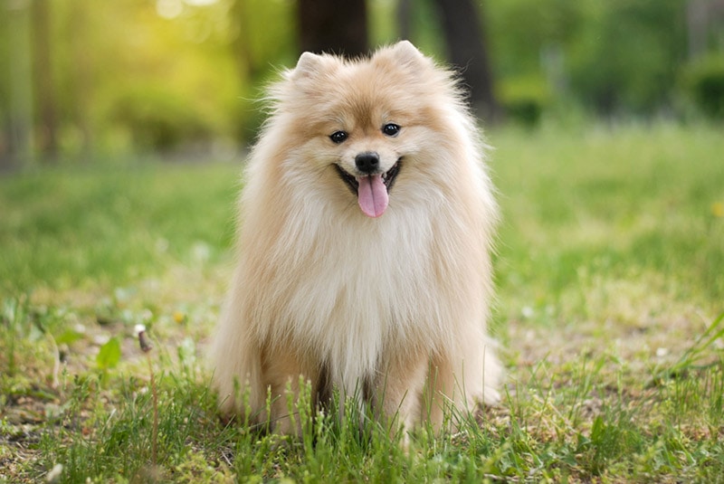 pomeranian dog in the park