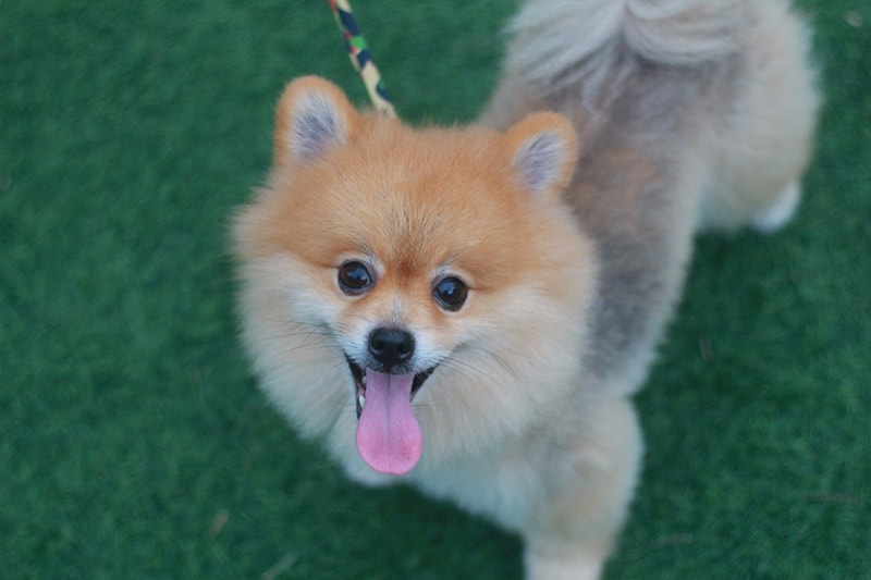 pomeranian dog looking up