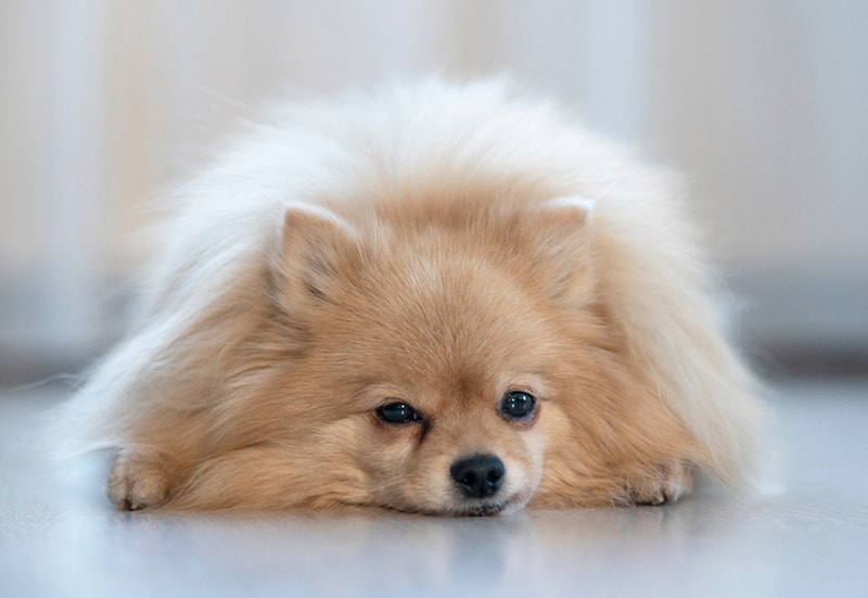 pomeranian dog lying on the floor