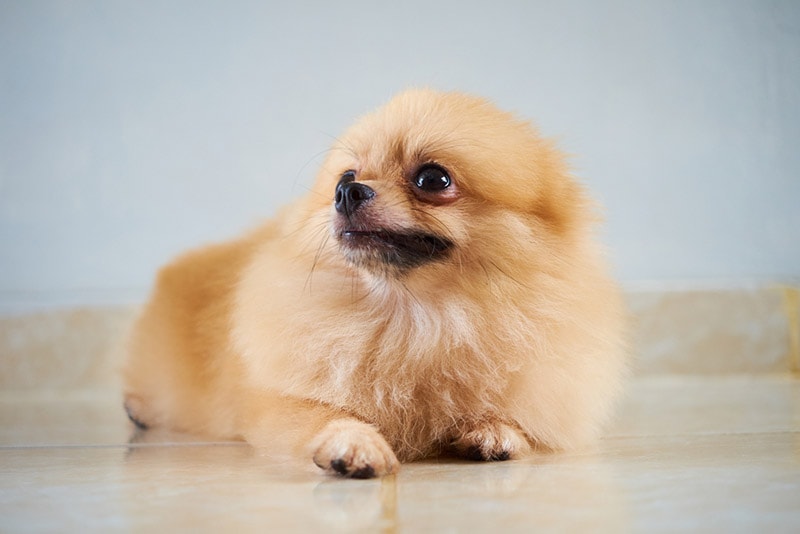 pomeranian dog lying on the floor