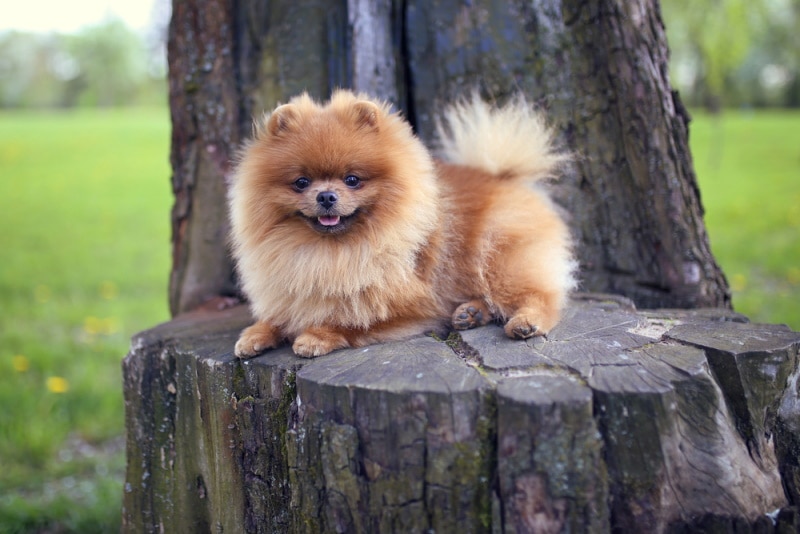 pomeranian dog on the log