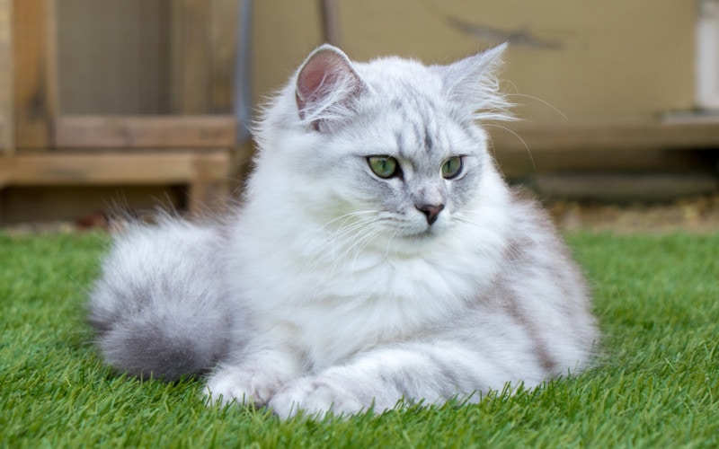 ragdoll british shorthair cat