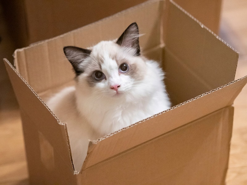 ragdoll cat in the cardboard box
