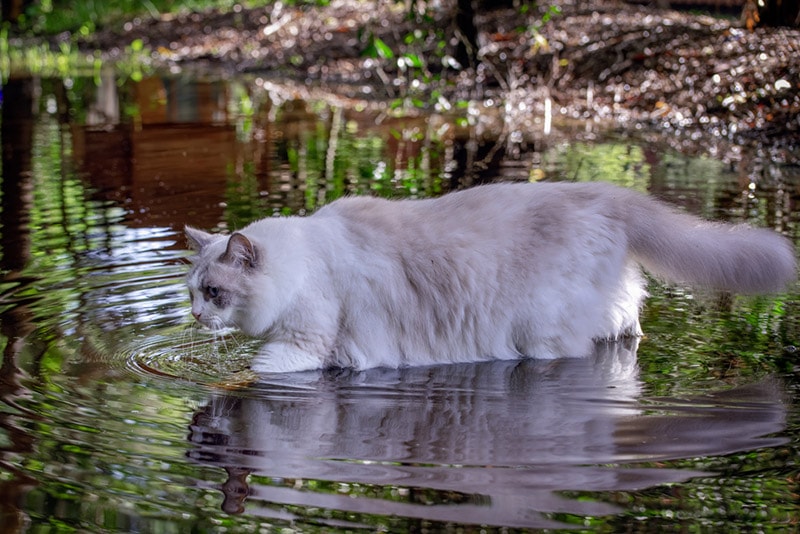 mèo ragdoll đi bộ qua nước