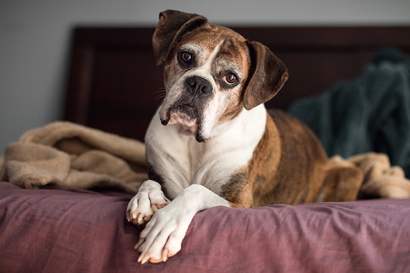 Senior Boxer Dog on the bed