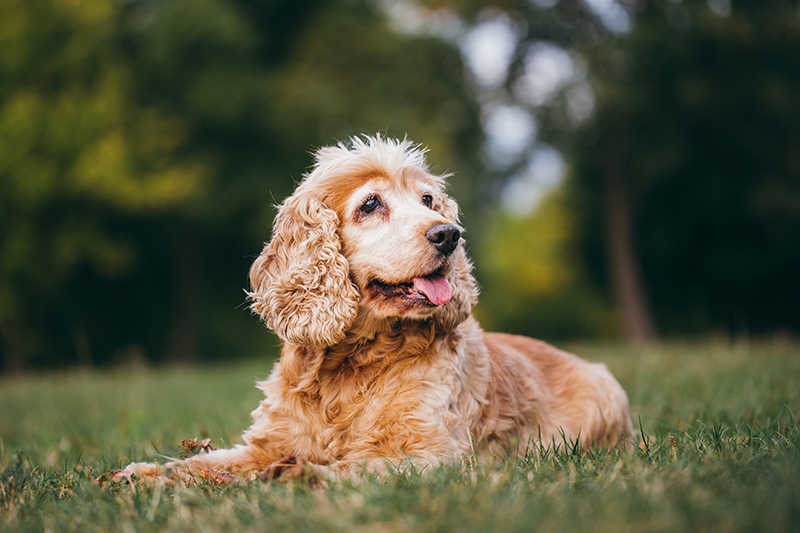 Senior cocker spaniel dog on the grass