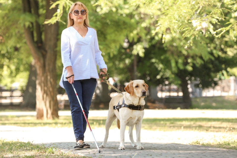service dog guiding blind woman