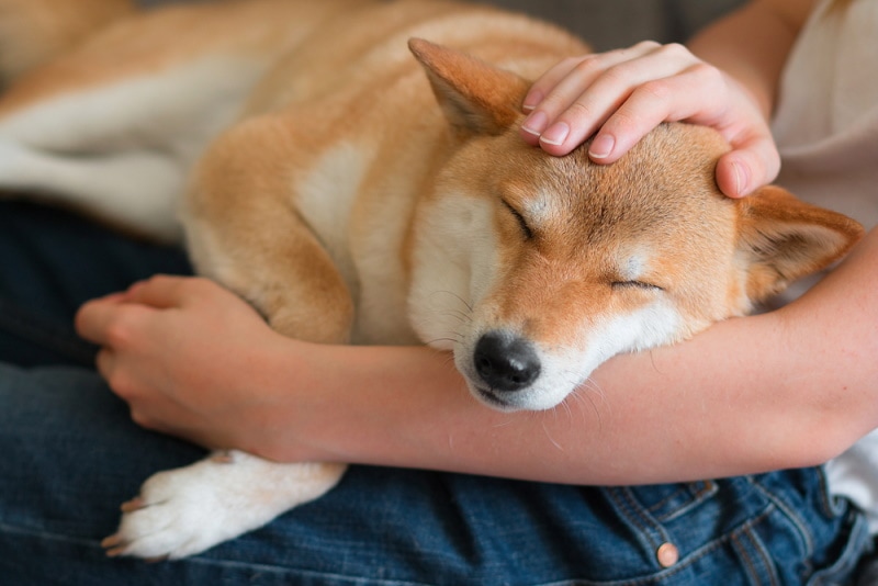 shiba inu dog sleeping in his owners lap