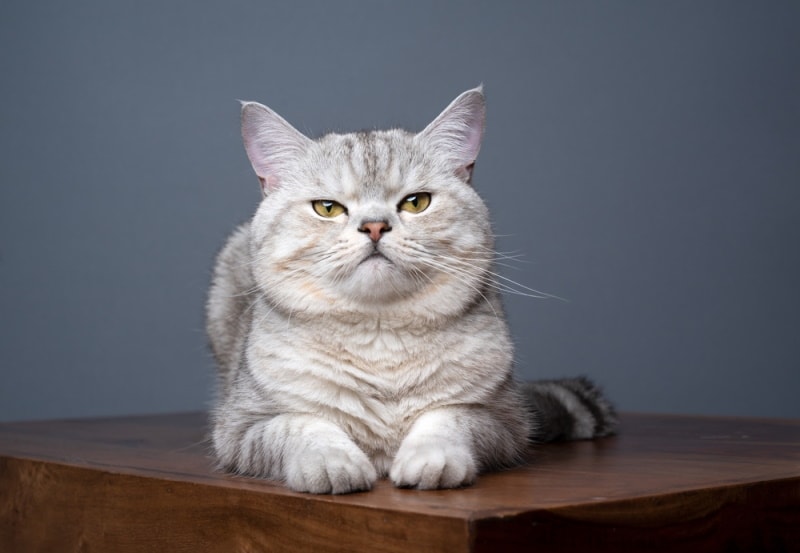 silver tabby british shorthair cat