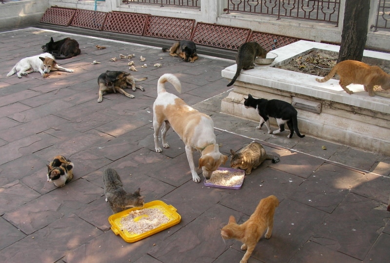 stray cats and dogs