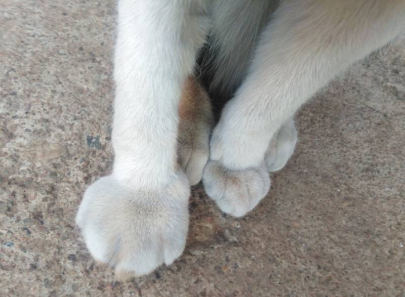 swollen right paw of a cat