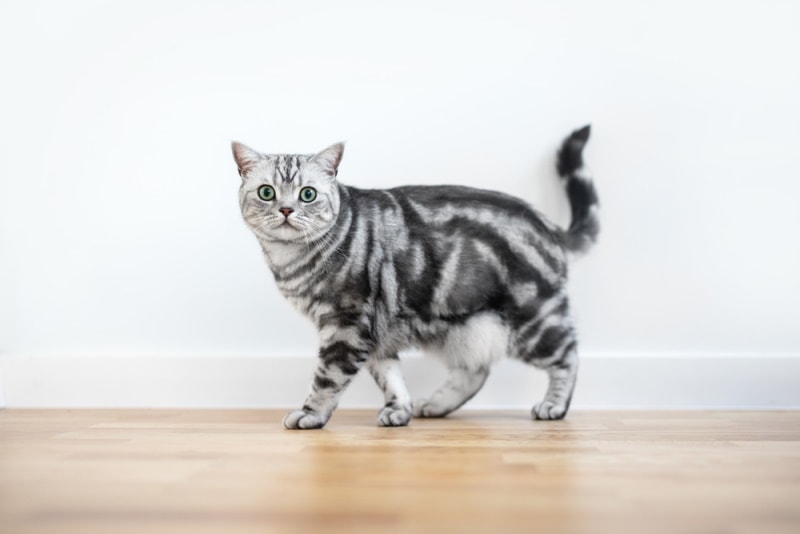 tabby british shorthair cat walking