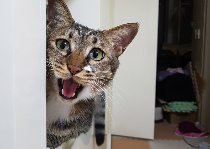 tabby cat meowing